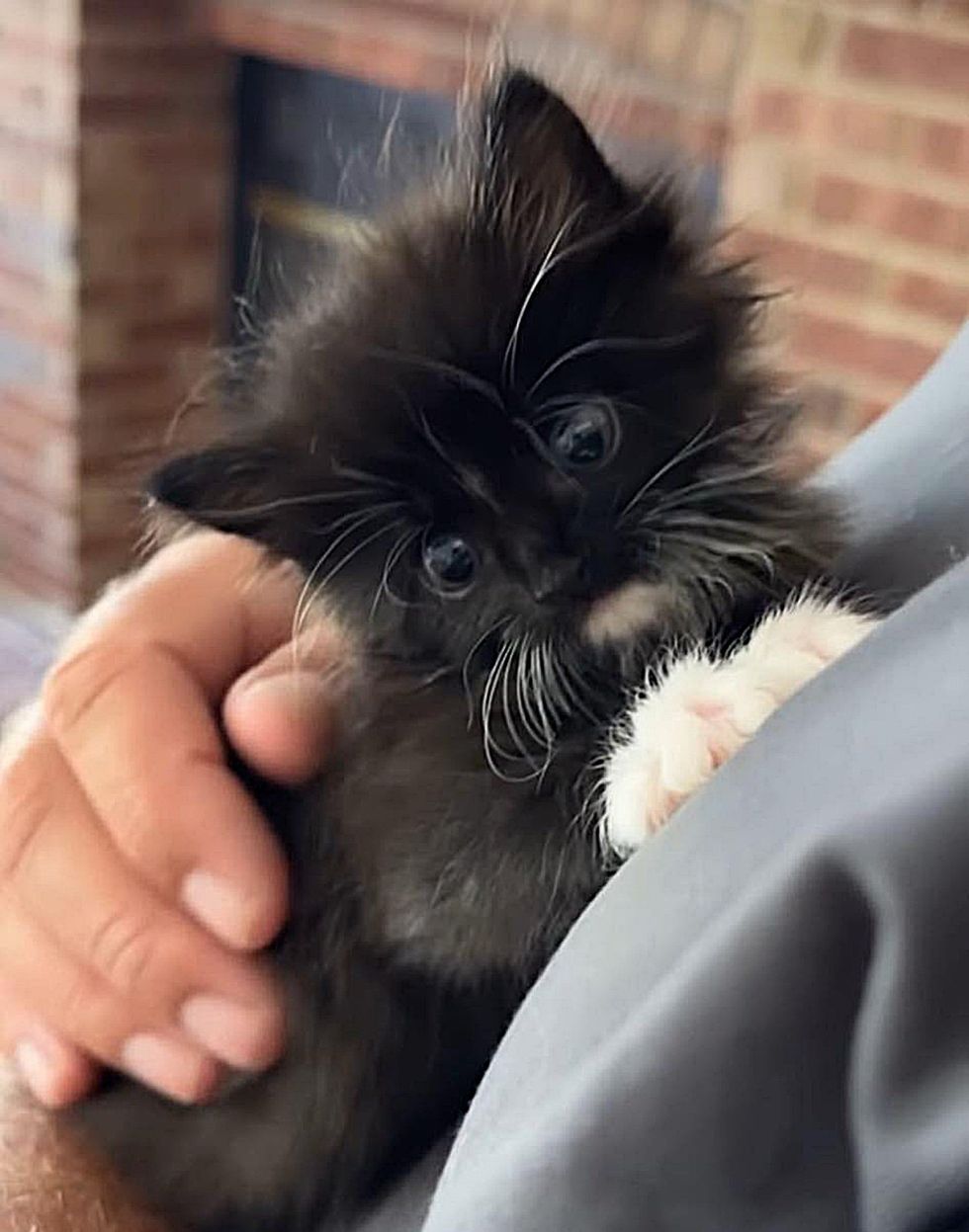 snuggly tuxedo kitten