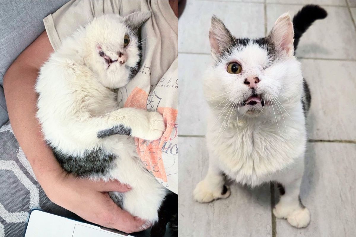 Cat Returned to a Deck After Years Outdoors, He Had His First Night in Comfort, Warmth, and More