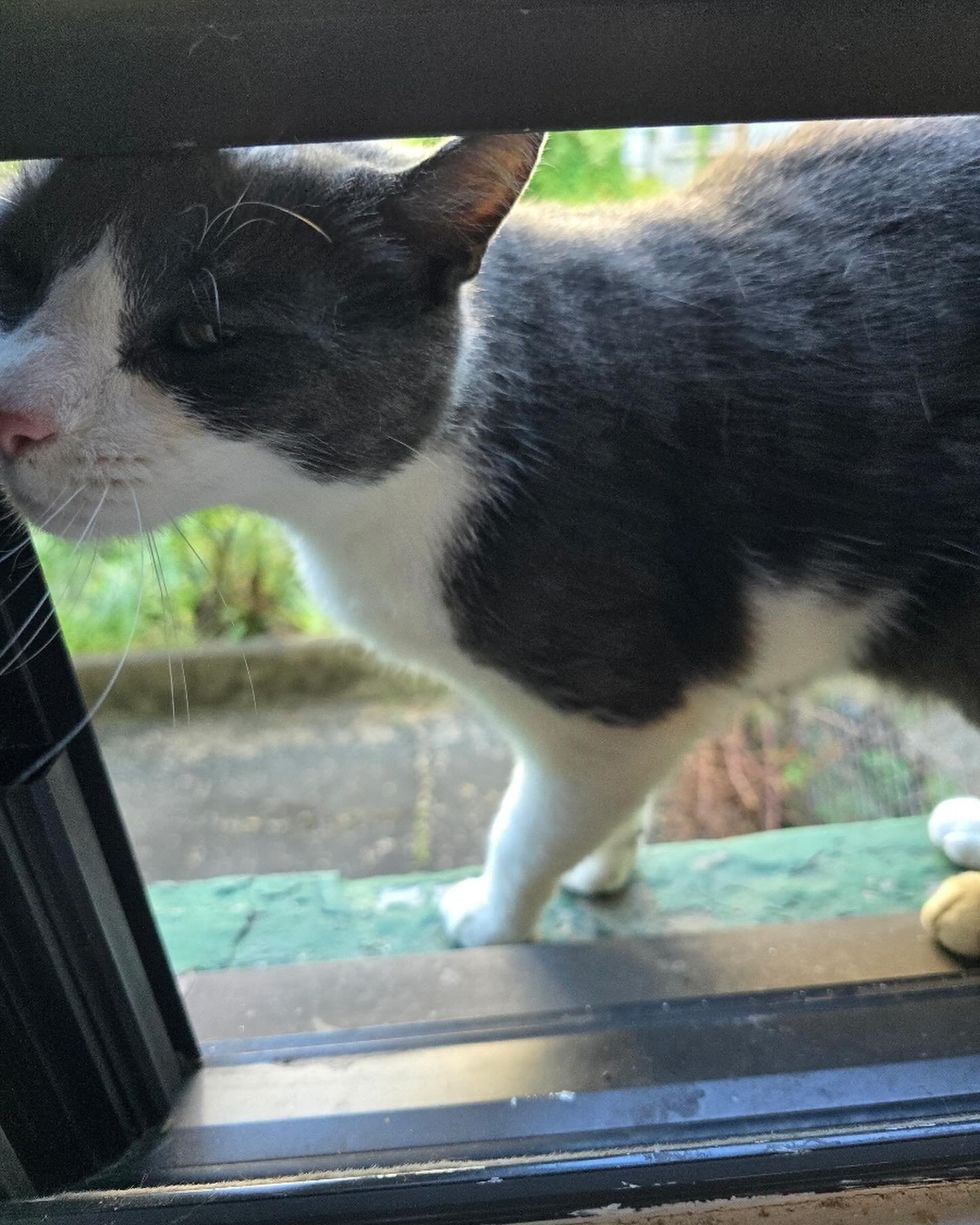 stray cat window sill