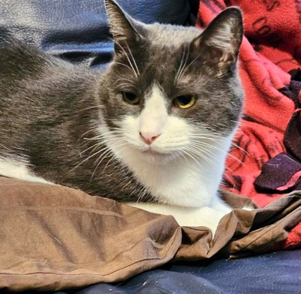 cat snuggling laundry