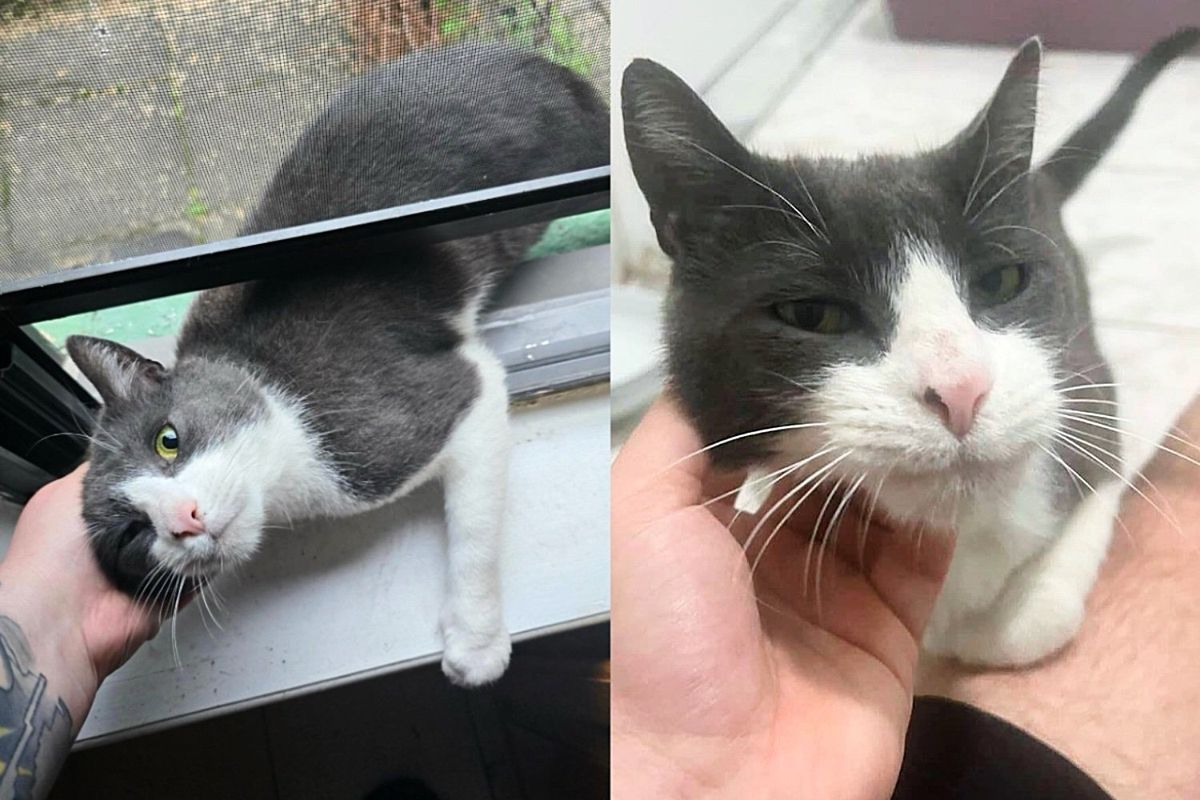 Cat Decides to Move in Through the Window One Day When He Realizes Joy Awaits Him on the Other Side of Wall