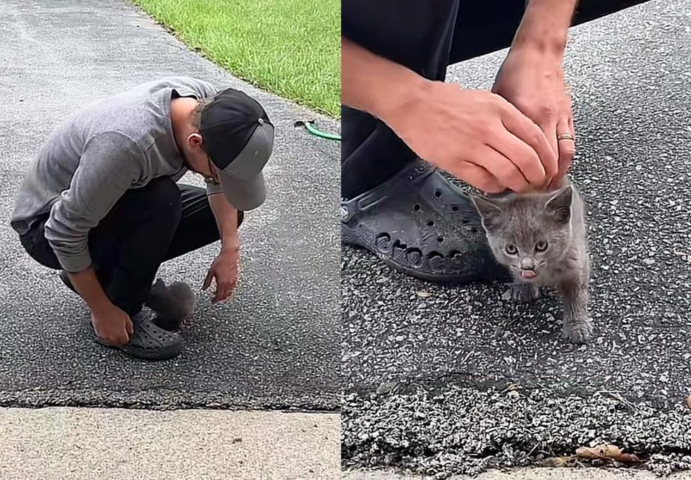 stray kitten man