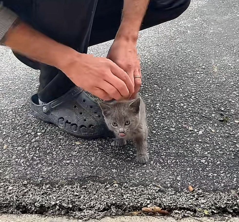 stray kitten driveway