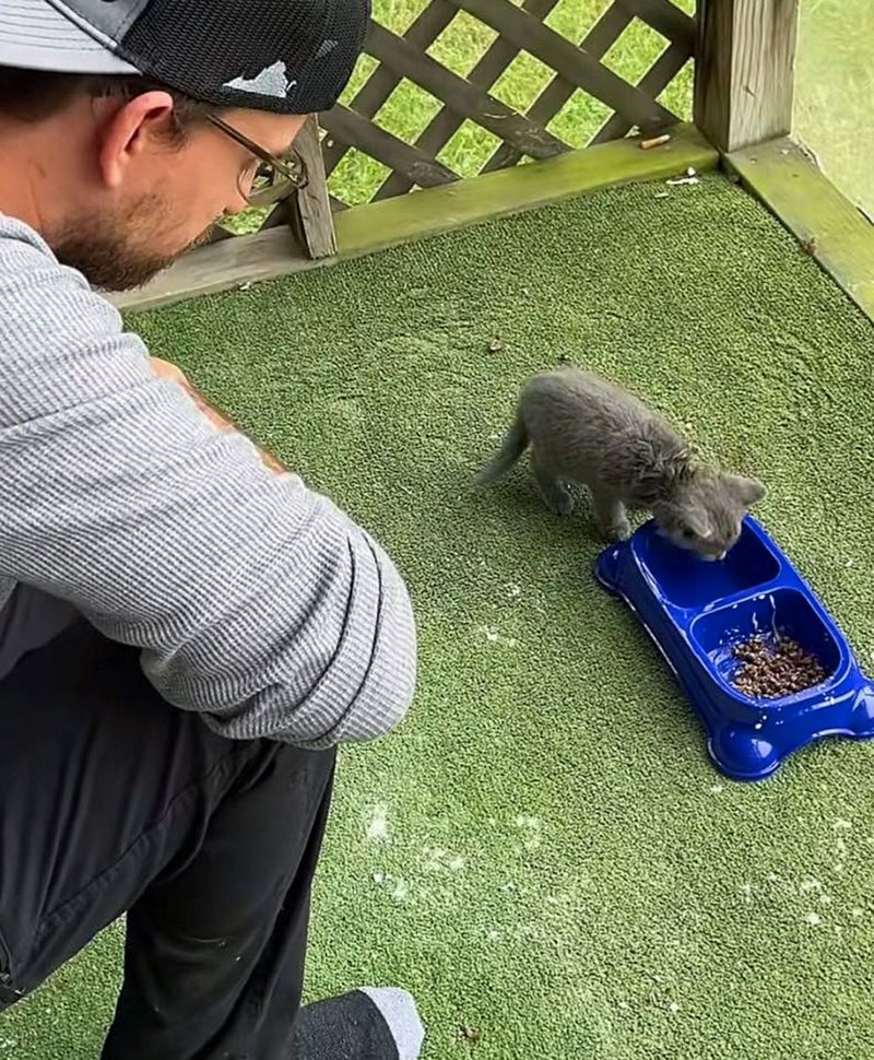 kitten drinking water cute