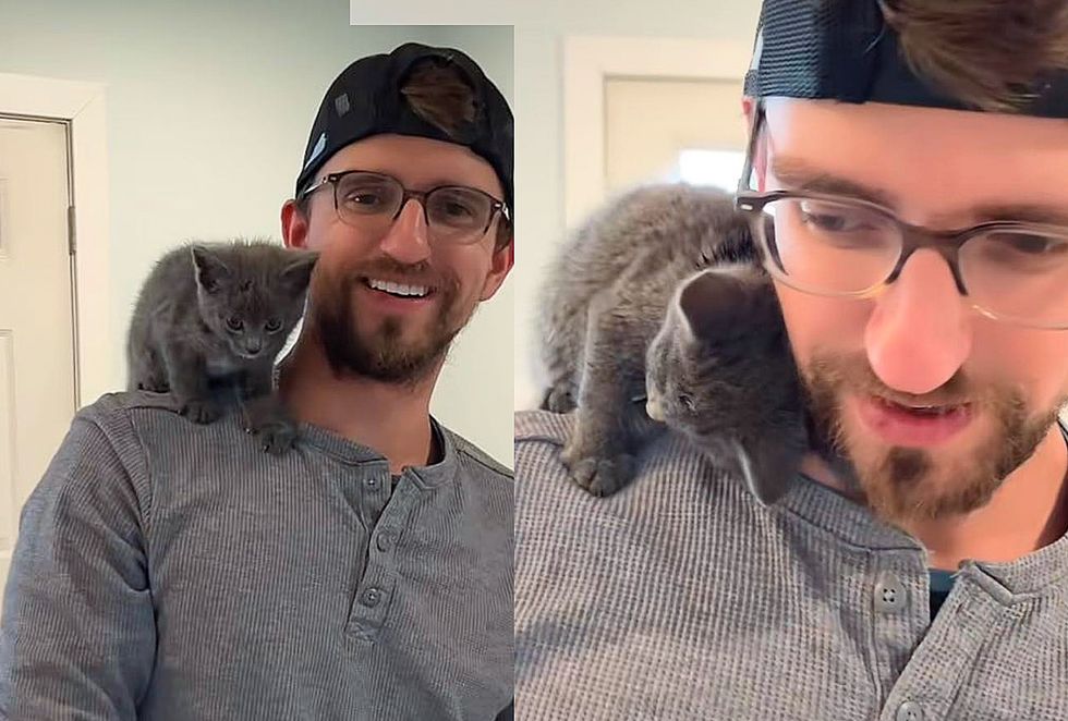 shoulder kitten snuggly