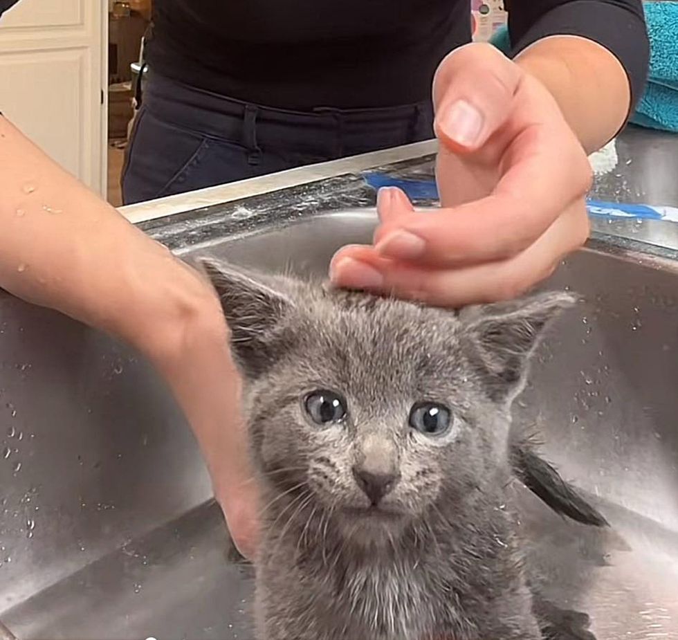 kitten bath time