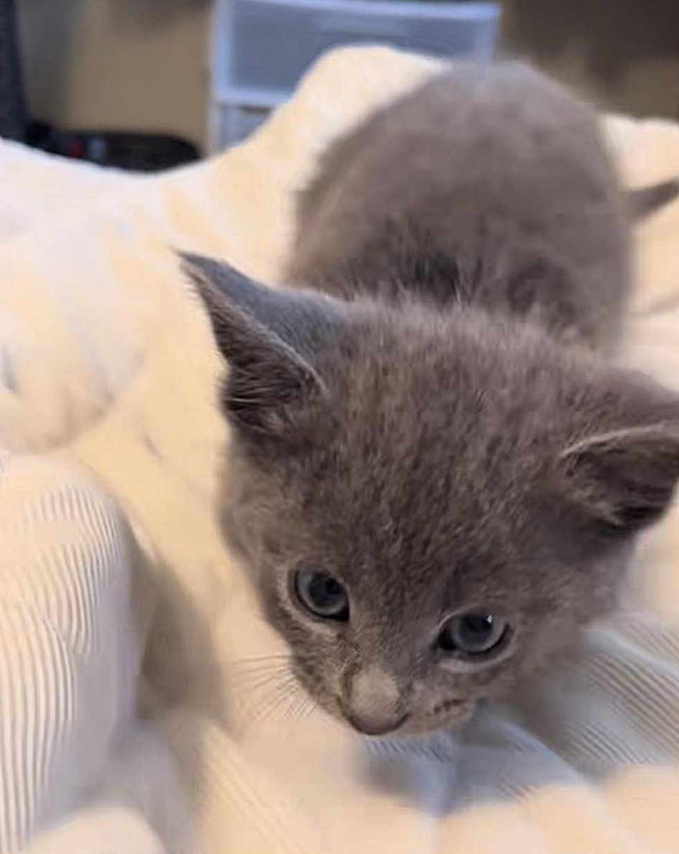 playful gray kitten