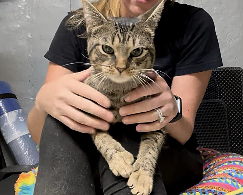 tabby lap cat