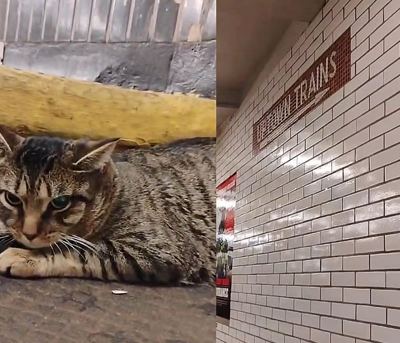 stray tabby cat subway