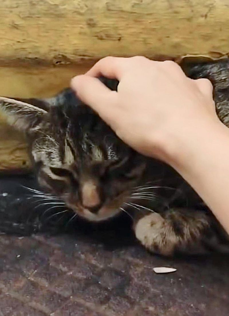 shy tabby cat rescue