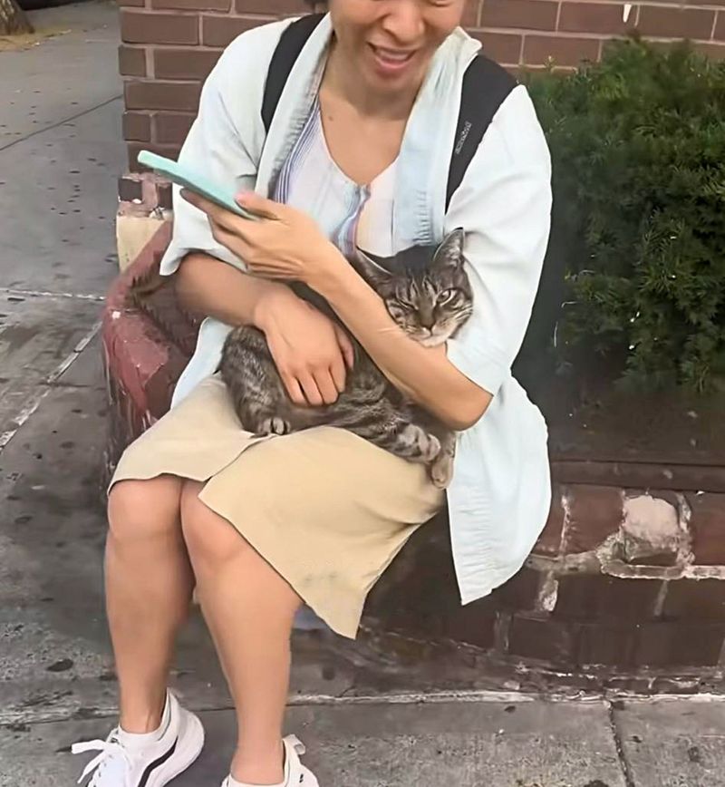 cat lap volunteer subway