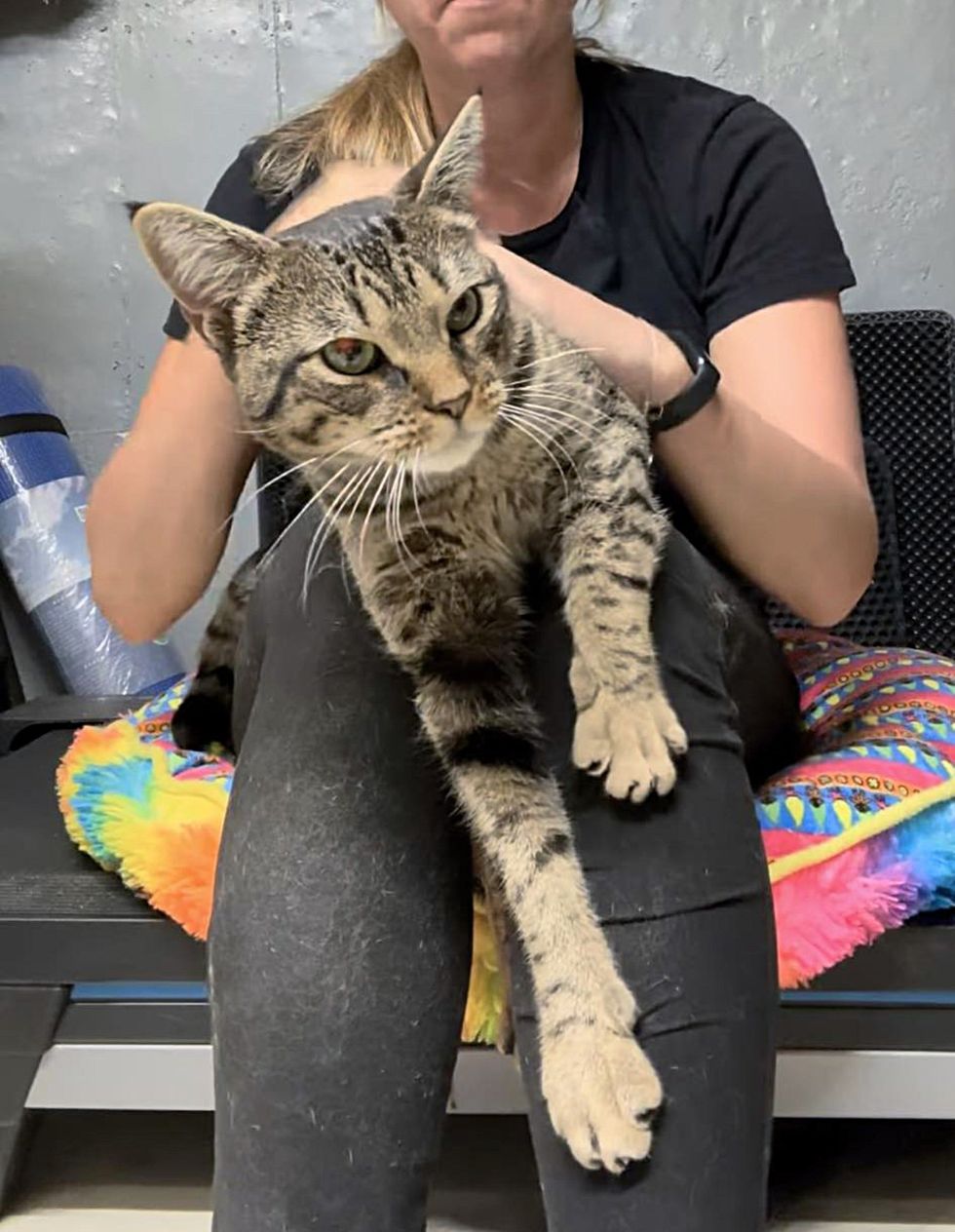 tabby lap cat