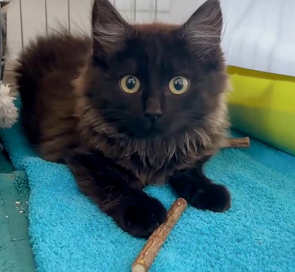 house panther fluffy kitten