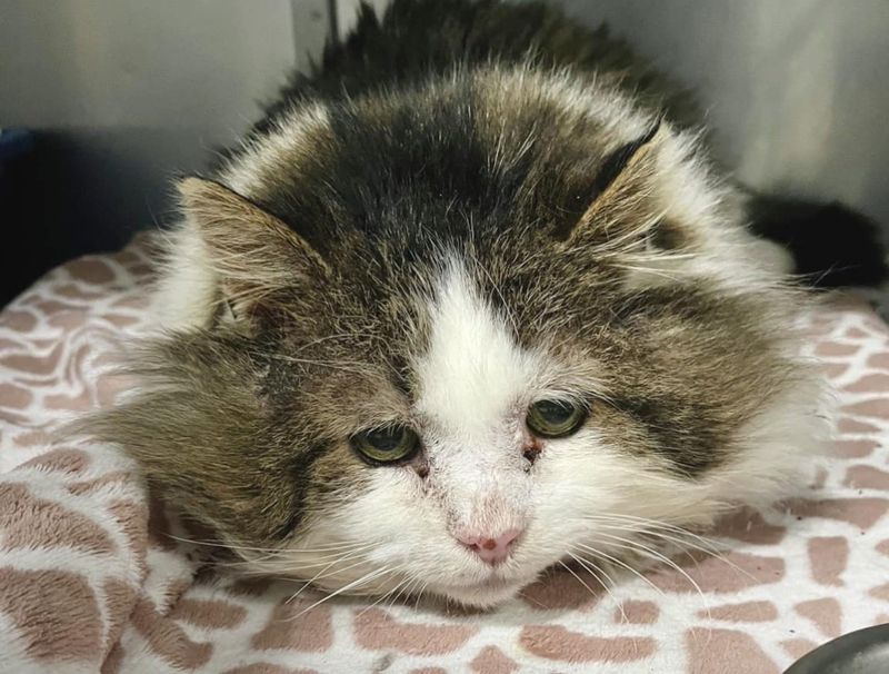 sad shelter cat fluffy