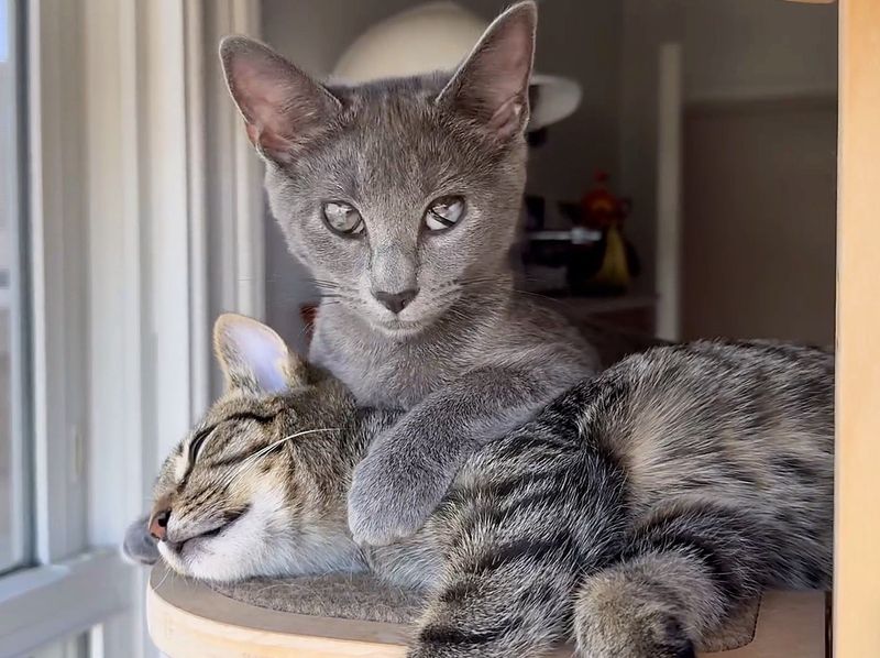 blind kitten snuggles tabby cat