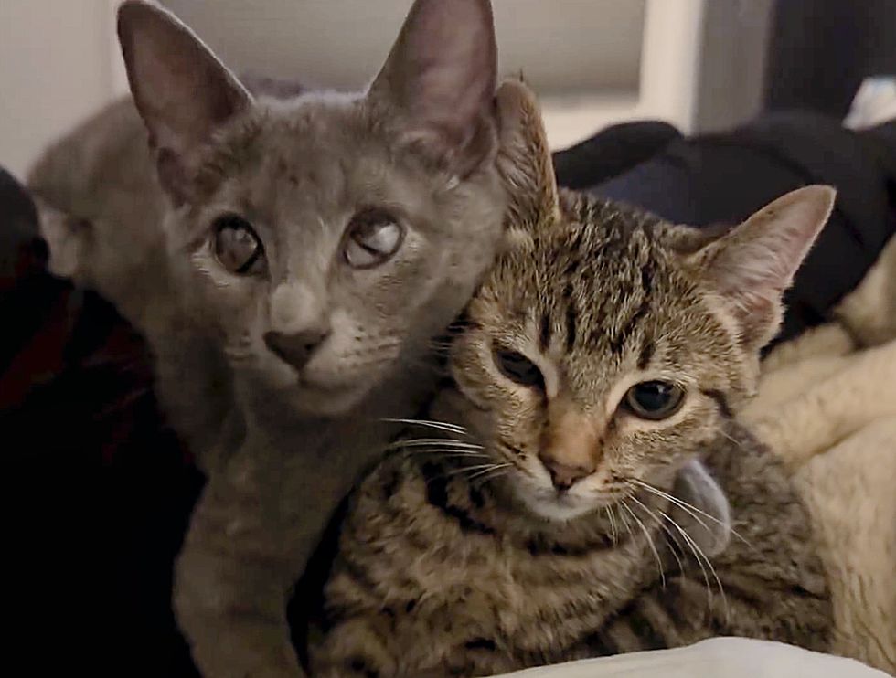 kittens snuggly friends