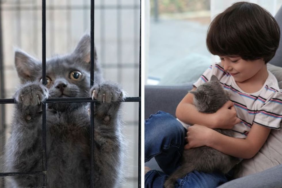 Determined 6-year-old Rhode Island boy starts poop scooping service to pay for cat adoption