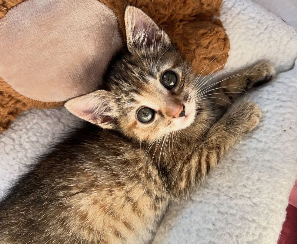 torbie kitten big eyes