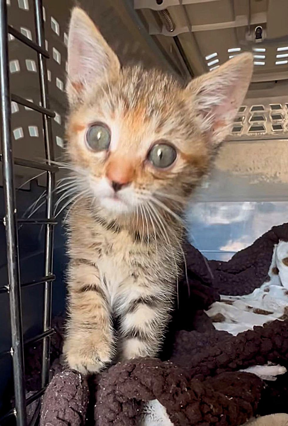 sweet torbie big eyes