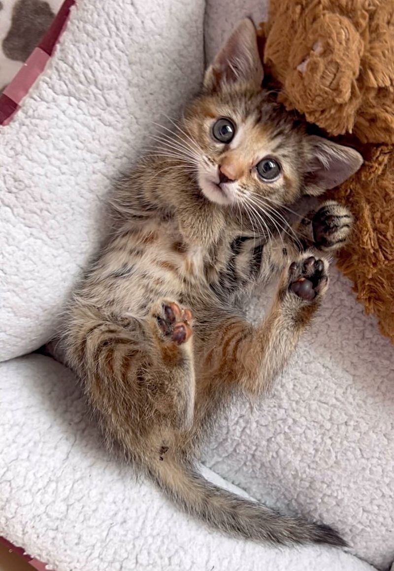 kitten cute paws