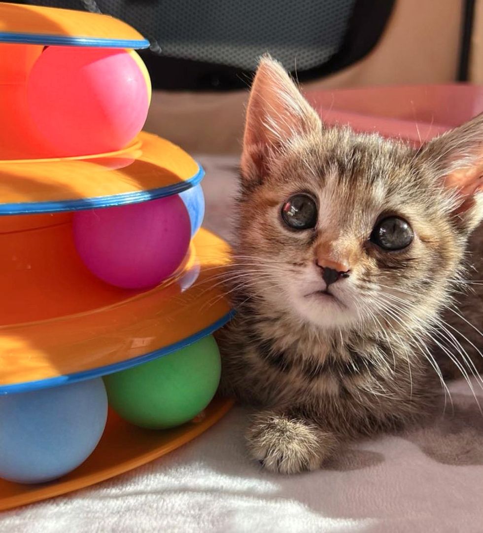 big eyes kitten cute