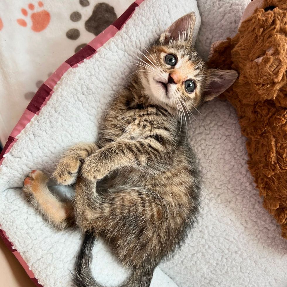 torbie kitten happy