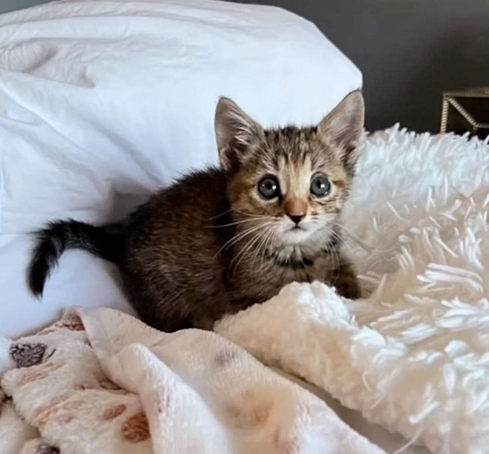 kitten playful bed