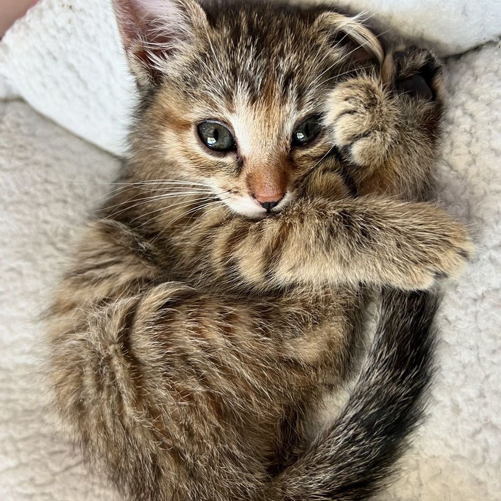 sweet torbie kitten