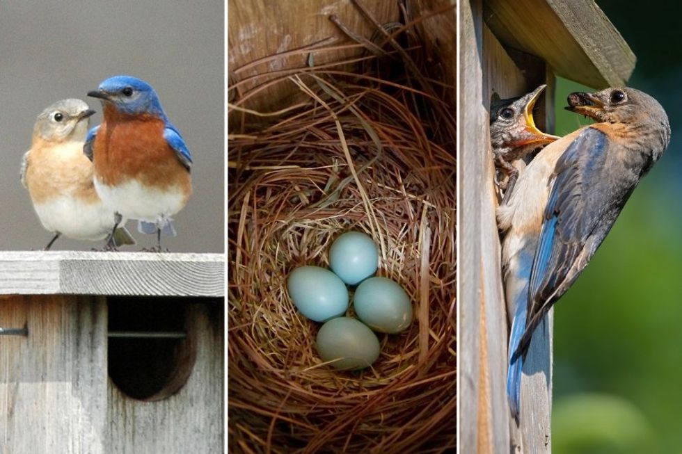 Cemetery captures a bluebird couple's beautiful family life with camera-equipped birdhouse