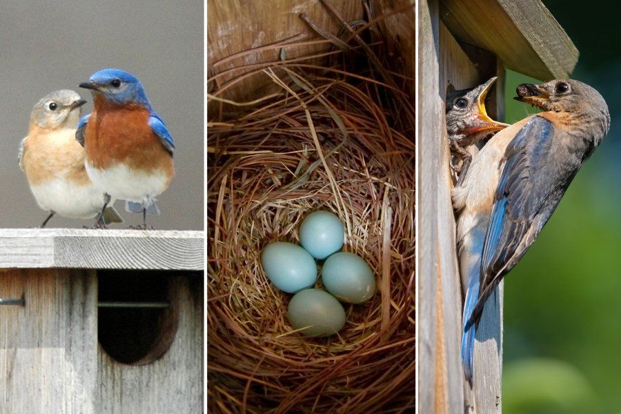blue birds and four bluebird eggs