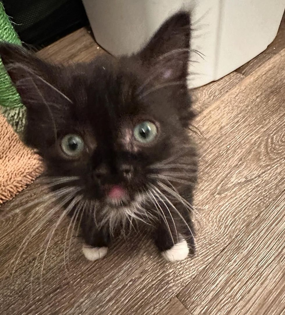 tuxedo kitten attention seeker