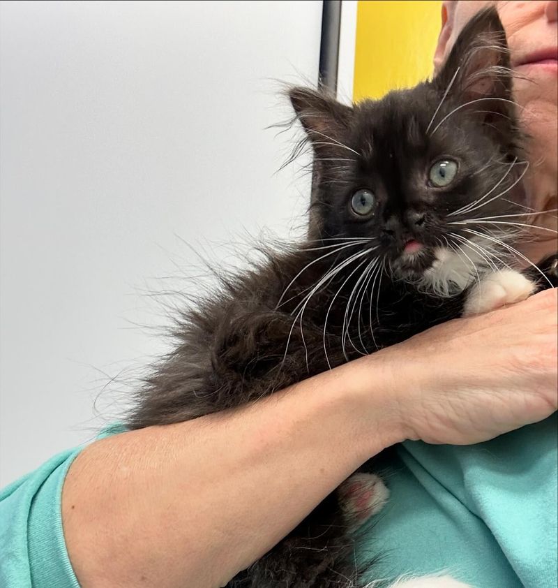 snuggly tuxedo kitten