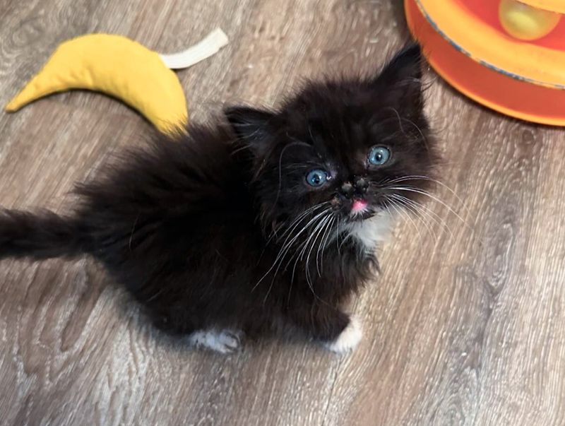 tuxedo cleft nose kitten