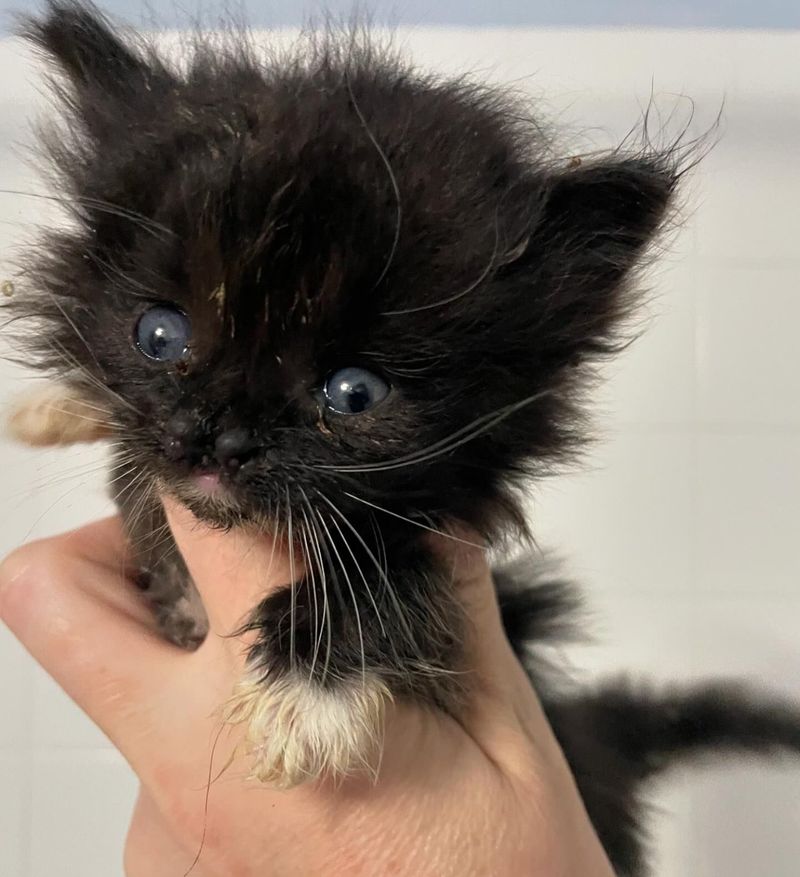 cute tuxedo kitten nose