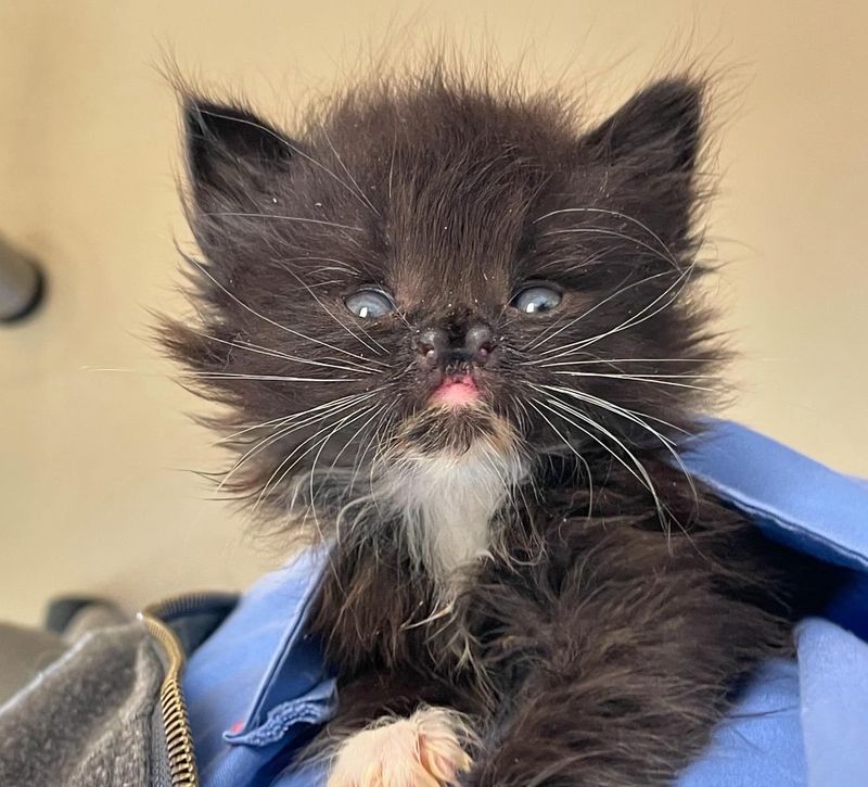 tuxedo kitten pocket nose cleft