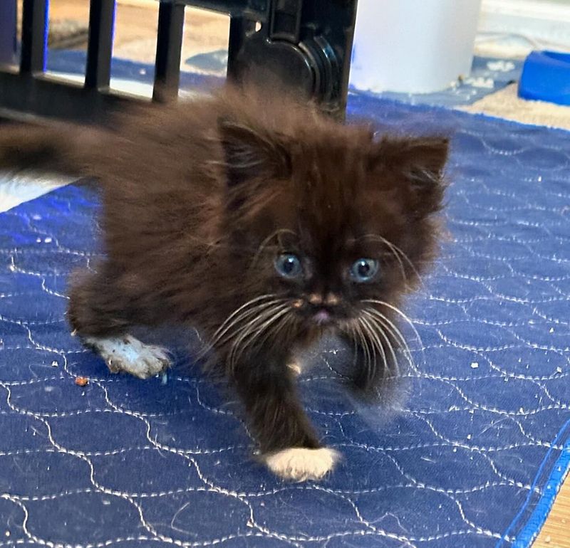 fluffy ball playful kitten