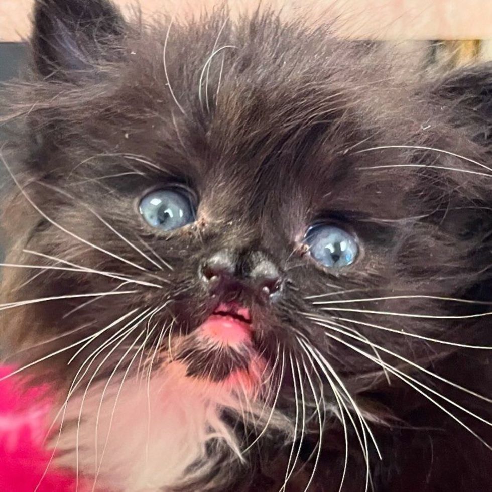 tuxedo kitten nose