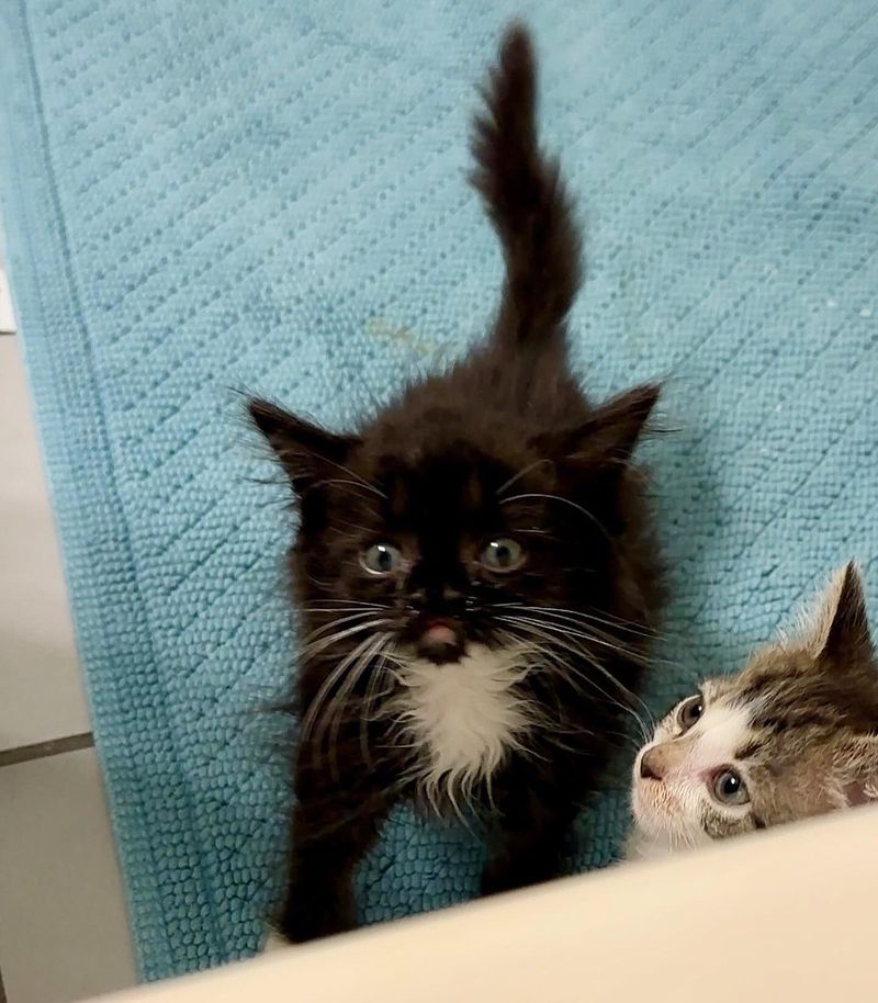 playful kittens bathroom