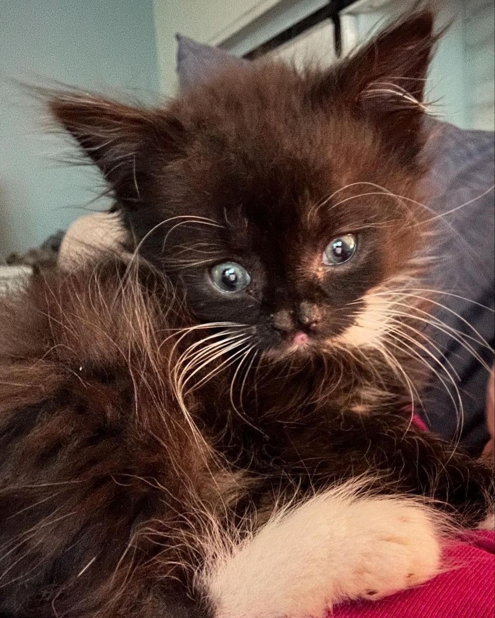 tuxedo kitten cuddling