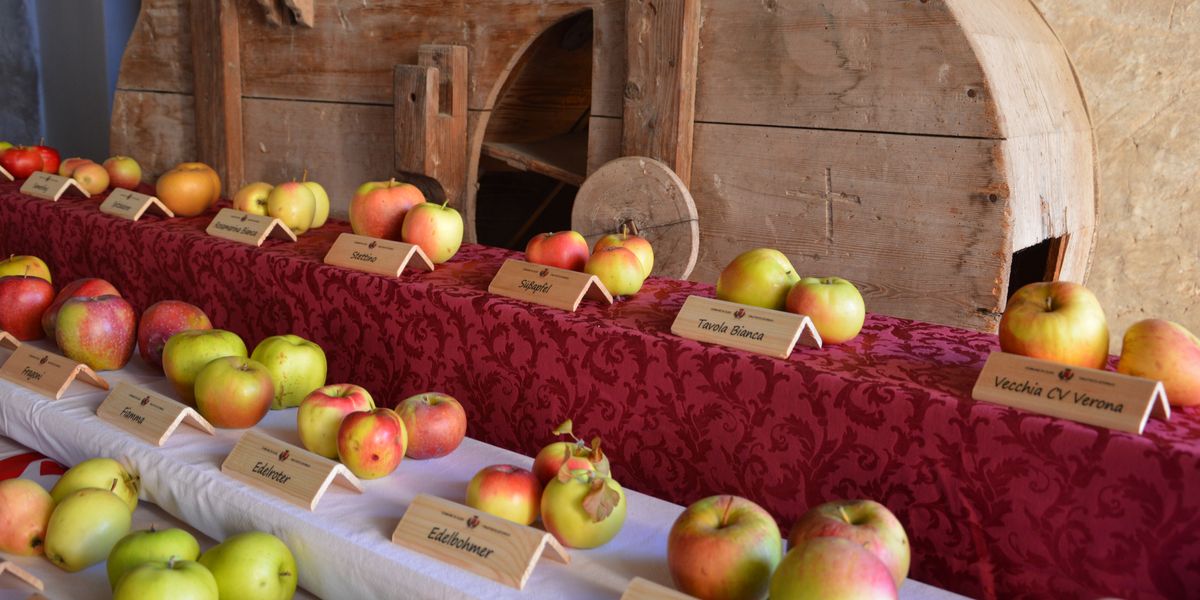 Il Trentino celebra le sue mele Dop. Tutti invitati per il grande raccolto