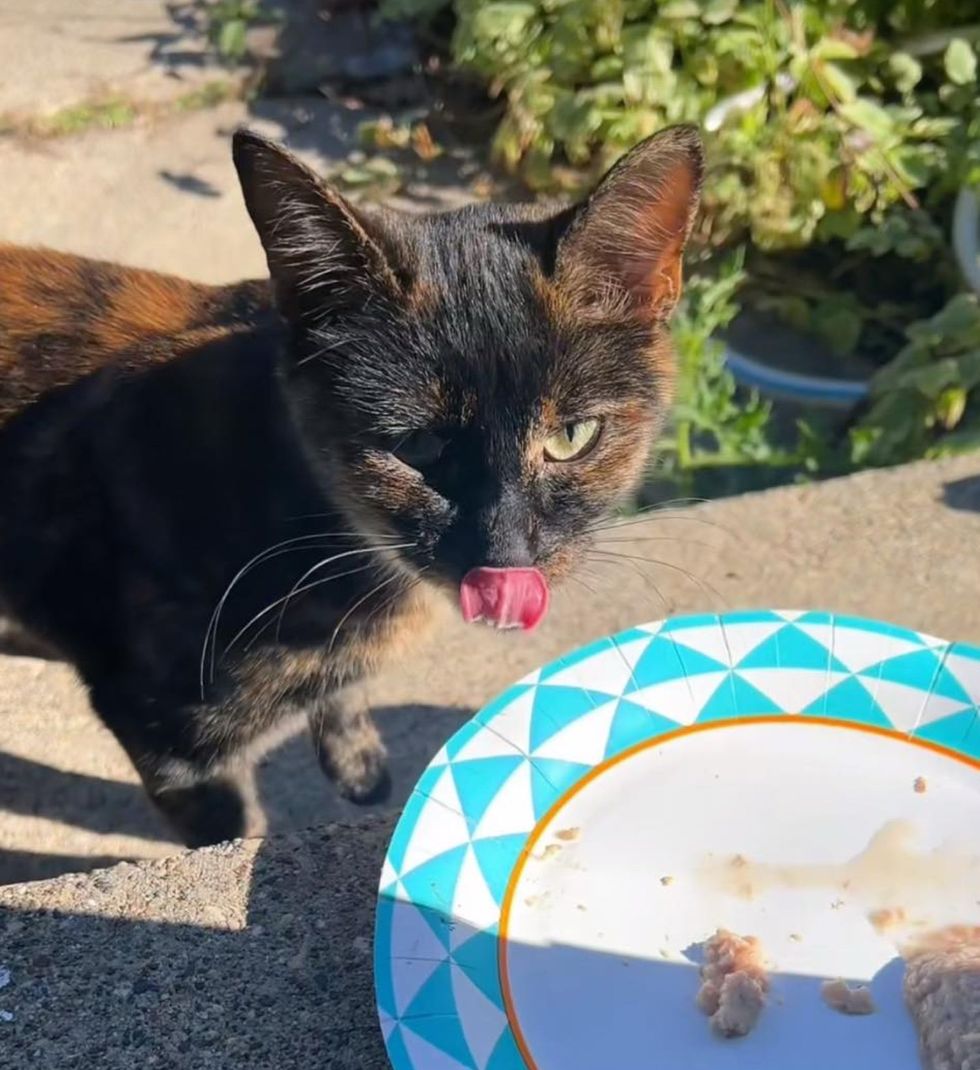 tortie cat hungry