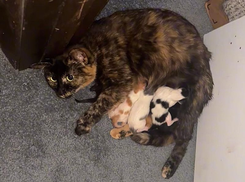 cat tortie nursing kittens