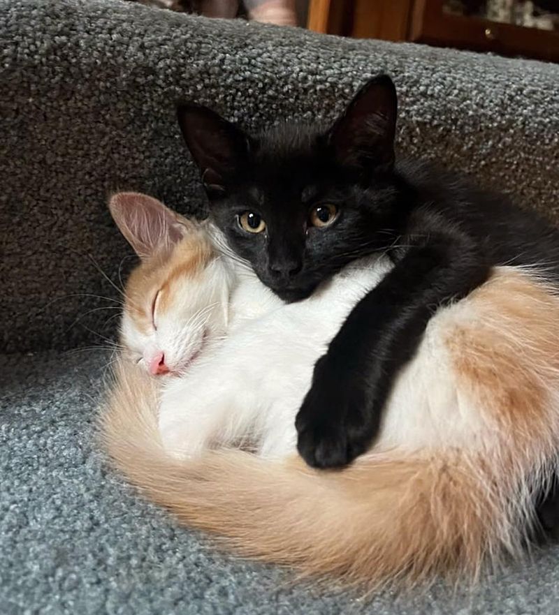 bonded snuggly kittens