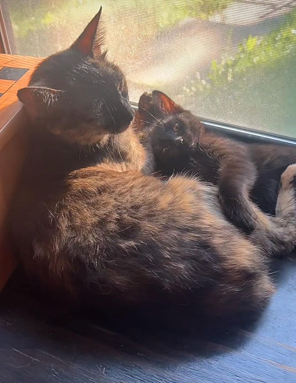 cat mama cuddles kitten