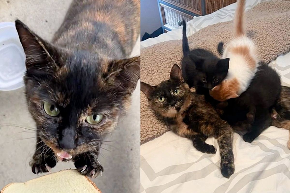 Woman Bought a House and Inherited a Cat, Shortly After Bringing Her Inside, She Found Kittens