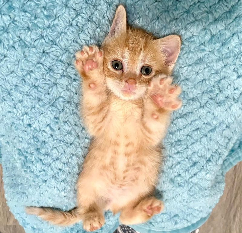 ginger tabby belly paws