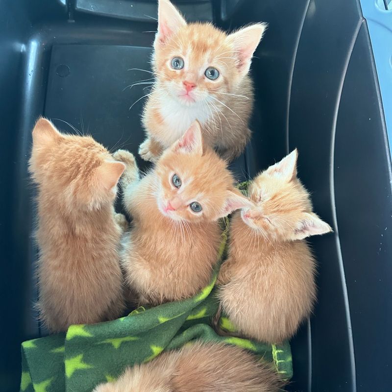 ginger kittens rescued