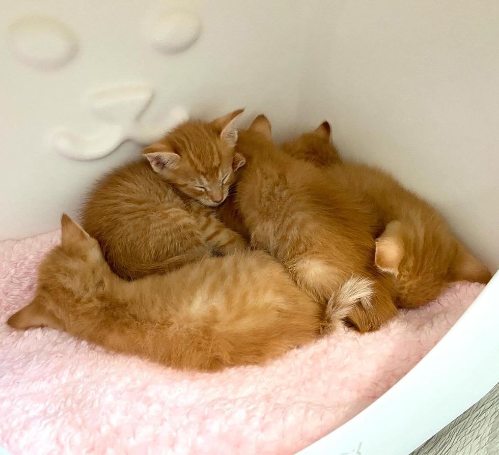 ginger kittens sleeping cuddle pile