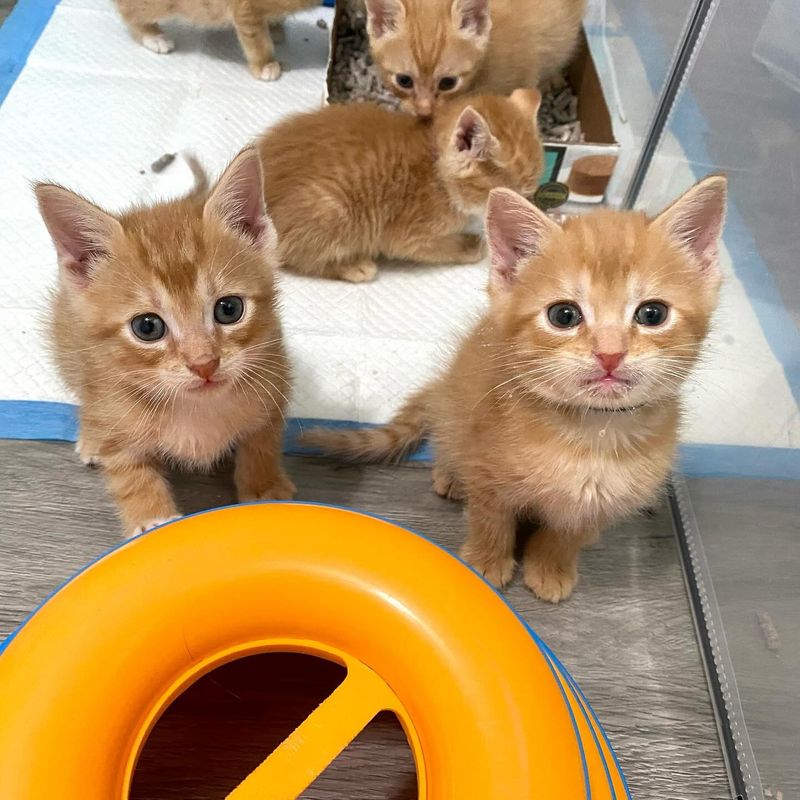 cute ginger kittens sweet