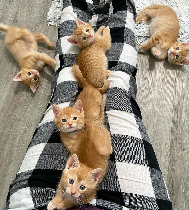 ginger kittens lap cats